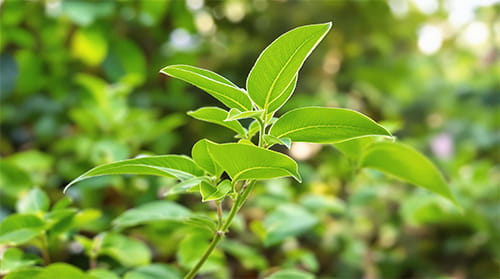 Gymnema sylvestre herb improves insulin function in Gluco6